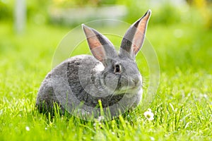 Gray rabbit in green grass