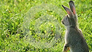 Gray rabbit on green grass, Beautiful cute rabbit on a green summer meadow.