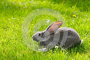 Gray rabbit in green grass