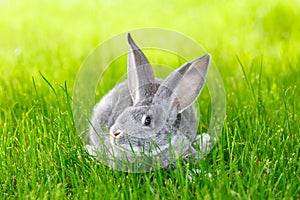 Gray rabbit hiding in green grass