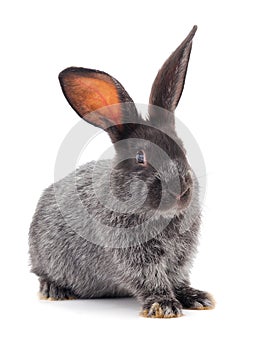 Gray rabbit isolated