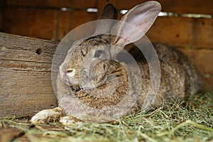 A gray rabbit lies on dry grass in a cage. Breeding pets. Rabbit breeding