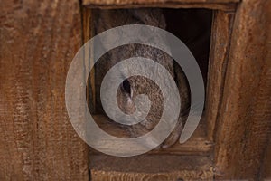 Gray rabbit looks out of his wooden house