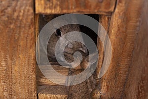 Gray rabbit looks out of his wooden house baby rabbit came to his mom