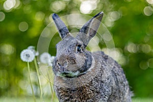 Gray rabbit poses in green grass with soft bokeh background copy text space