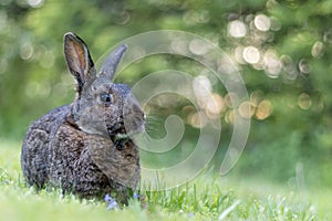 Gray rabbit poses in green grass with soft bokeh background copy text space