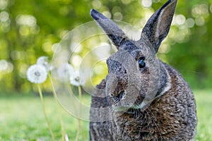 Gray rabbit poses in green grass with soft bokeh background copy text space