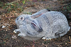 Gray rabbit sit