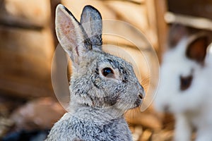 Gray rabbit standing in farm.