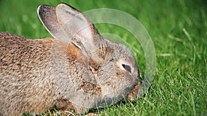 Gray rabbit on a sunny day eating green grass close up