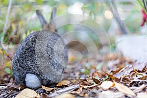Gray rabbit tail in fall garden surrounded by crispy leaves and mums copy space