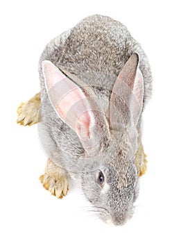 Gray rabbit view from above
