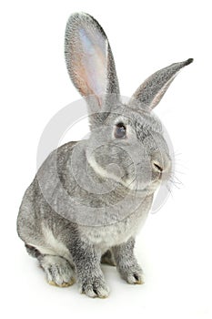 Gray rabbit