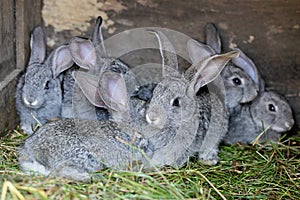 Gray rabbits on farm