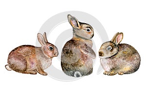 Gray rabbits isolated on white background. Three. Watercolor