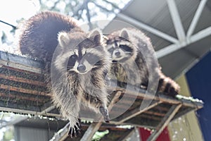 Gray raccoon asking food close up