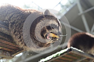 Gray raccoon eating apple close up