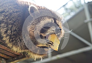 Gray raccoon eating apple close up