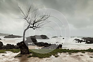 Gris a lluvioso en otono a tormenta en el mar 