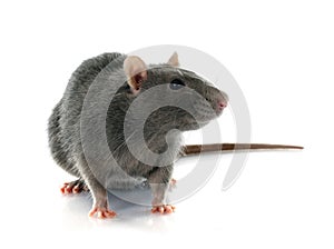 Gray rat