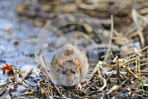 Gray rat with cute muzzle