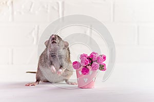 Gray rat dambo with funny ears sits on white background near a bucket with pink flowers, concept for spring or woman day