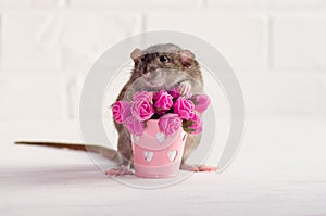 Gray rat dambo with funny ears sits on a white background near a bucket with pink flowers, greeting card with copyspace