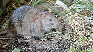 a gray rat got out of its hiding place, shot close-up