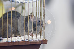 The gray rat in the house. cage for a pet. looking through the bars to