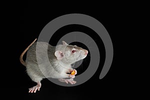 Gray rat isolated on a black background. A rodent eats cheese. Close-up portrait of a pest. Photo for cutting and