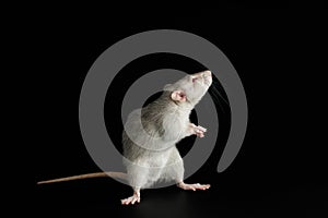 Gray rat isolated on a black background. The rodent stands on its hind legs. Close-up portrait of a pest. Photo for
