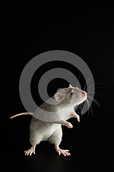 Gray rat isolated on a black background. The rodent stands on its hind legs. Close-up portrait of a pest. Photo for