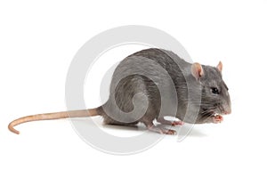 Grigio un ratto isolato su sfondo bianco 