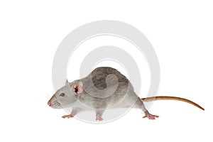 Gray rat isolated on a white background. Mouse for cutting and copying. Photo of a rodent for the inscription and title