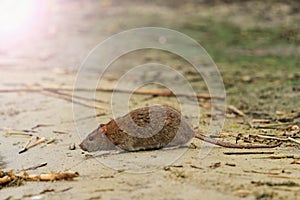 Gray rat on the lake of waste with sunny hotspot