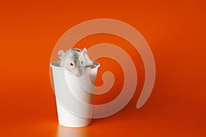 Gray rat in a paper cup. Mouse in a coffee mug. Portrait of a pest. Rodent isolated on orange background for lettering