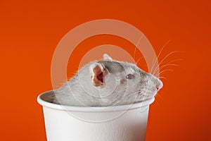 Gray rat in a paper cup. Mouse in a coffee mug. Portrait of a pest. Rodent isolated on orange background for lettering