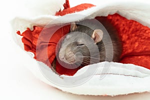 Gray rat resting and dozing in a red santa claus hat close-up