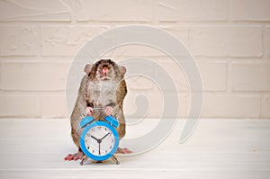 Gray rat sit with blue alarm clock on white background and looking straight. Concept of time, deadline with copyspace