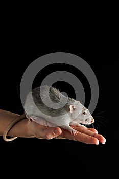 A gray rat sits on the palm of your hand. The rodent was caught. Mouse isolated on a black background. Place for