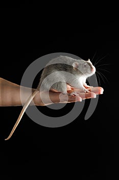 A gray rat sits on the palm of your hand. The rodent was caught. Mouse isolated on a black background. Place for