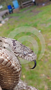 Gray rat snake