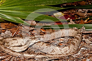 Gray Rat Snake