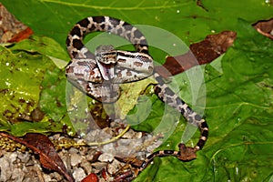 Gray Rat Snake (Elaphe obsoleta)