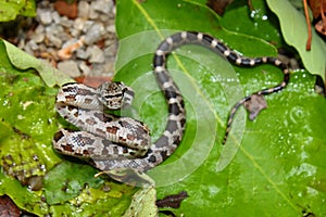 Gray Rat Snake (Elaphe obsoleta) - Alabama photo