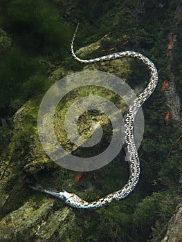 Gray Rat Snake - Underwater