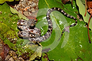 Gray Rat Snake (Elaphe obsoleta) photo