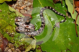 Gray Rat Snake (Elaphe obsoleta)