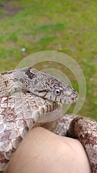 Gray rat snake