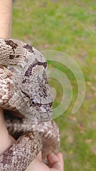 Gray rat snake